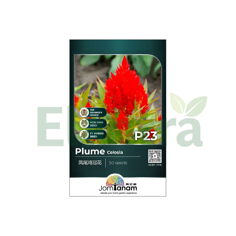 P23 PLUME CELOSIA